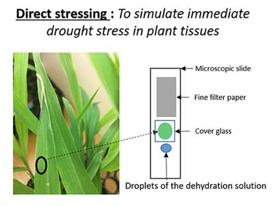 Raman Spectroscopy as a Robust New Tool for Rapid and Accurate Evaluation of Drought Tolerance Levels in Both Genetically Diverse and Near-Isogenic Maize Lines